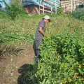 Panen Nilam dengan Cara Dicabut